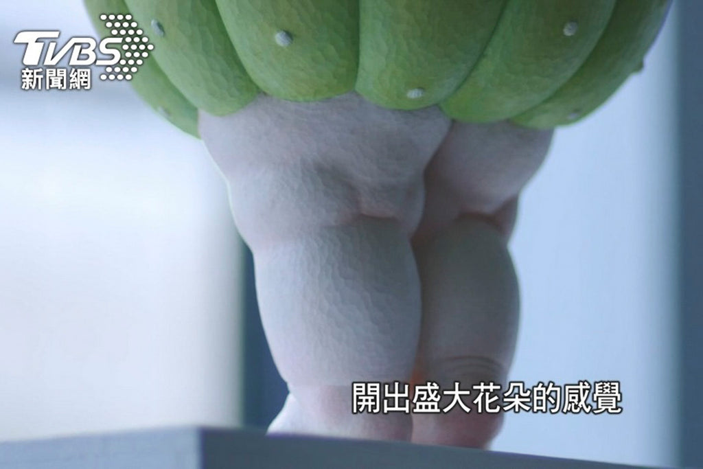 ファン・ピン・トン2人展『Fairy Whisper』が台湾のテレビ局TVBSに登場