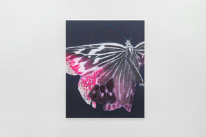 Cyborg Butterfly: Threshold｜中村馨章 | Whitestone Gallery